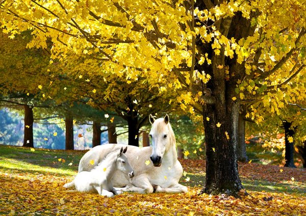 Лошадь в осеннем лесу