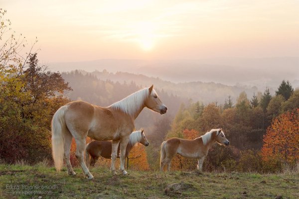 Хафлингер порода лошадей осень