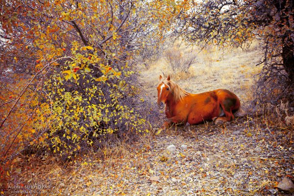 Лошадь в осеннем лесу