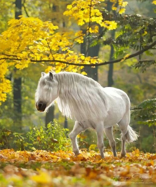 Лошадки осенью
