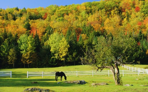 Лошадь в осеннем поле
