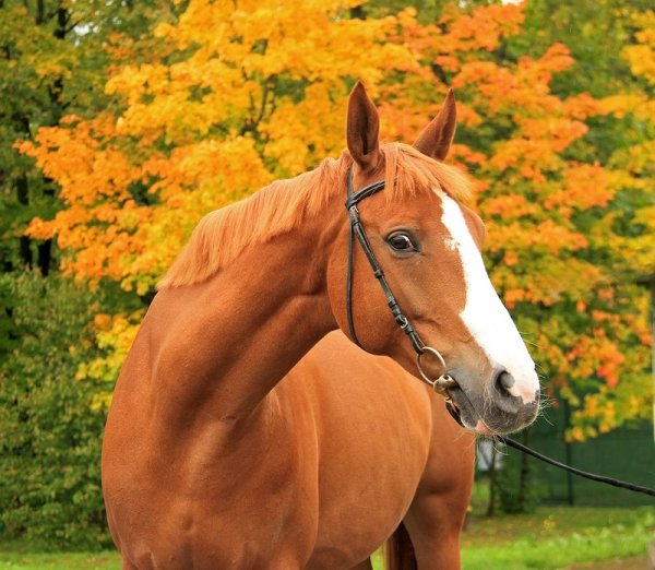 Оранжевая лошадь