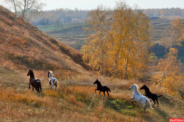 Табун лошадей осень