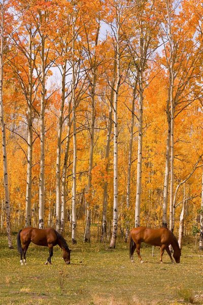 Осенний пейзаж с лошадью
