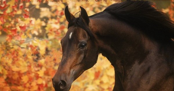 Лошадь в листве