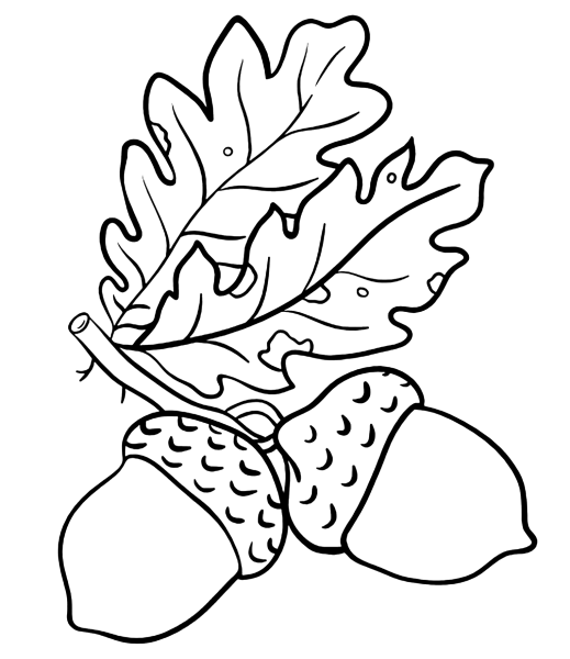 Желудь раскраска