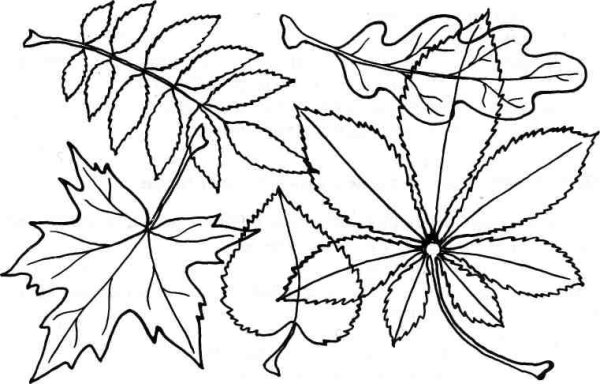 Деревья и листья задания для дошкольников