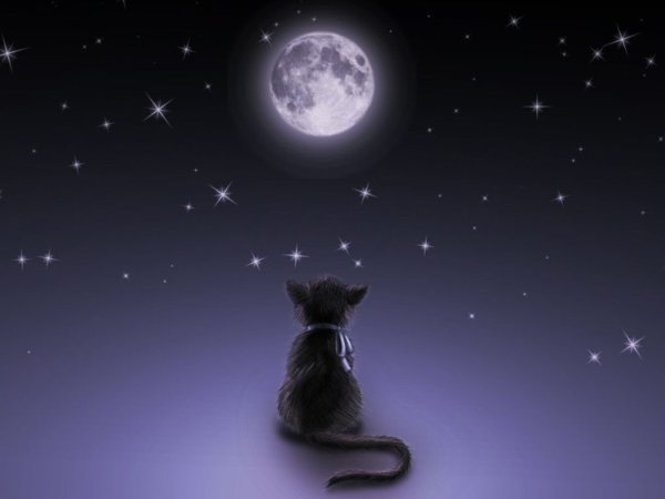 Кот на фоне звездного неба