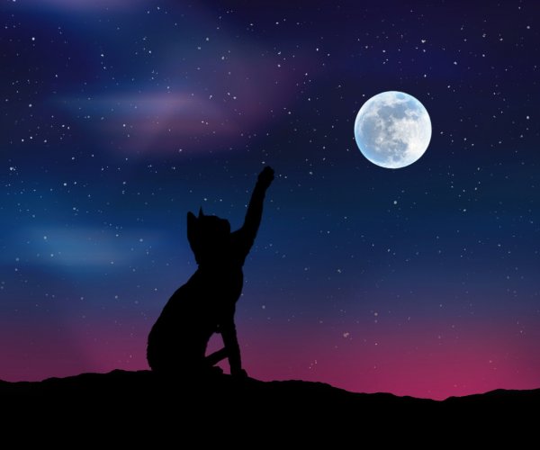 Кошка и звездное небо