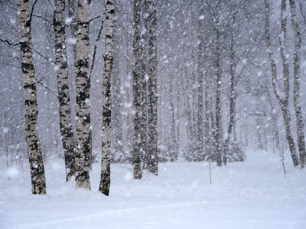 Февраль метель