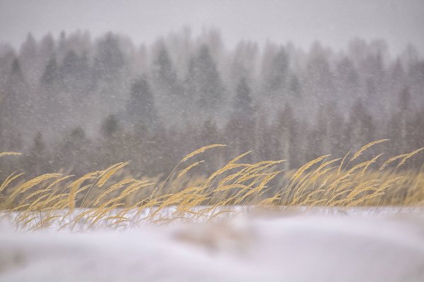 Снег и ветер