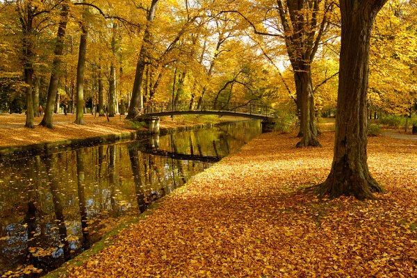 Сад золото осени