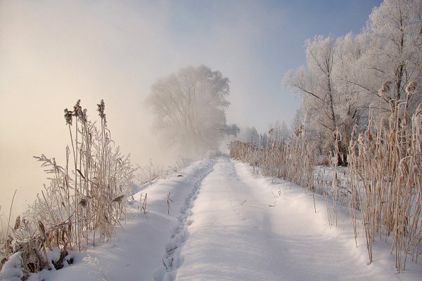 Зимняя тропинка