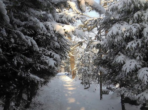 Деревья запорошенные снегом