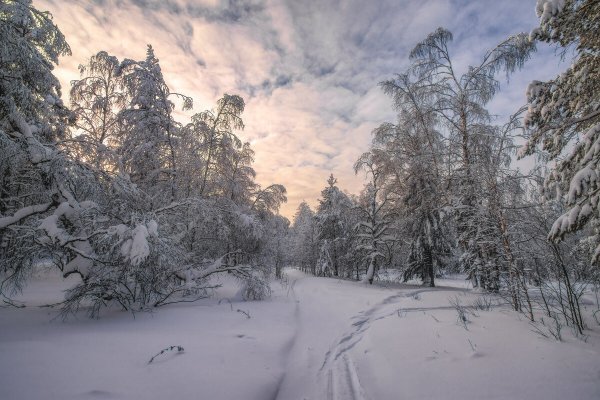 Зимняя Запорошенная тропинка