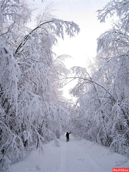 Запорошенный снегом лес