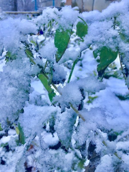 Запорошило снегом