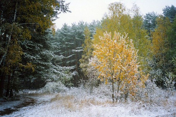 Лес припорошенный снегом