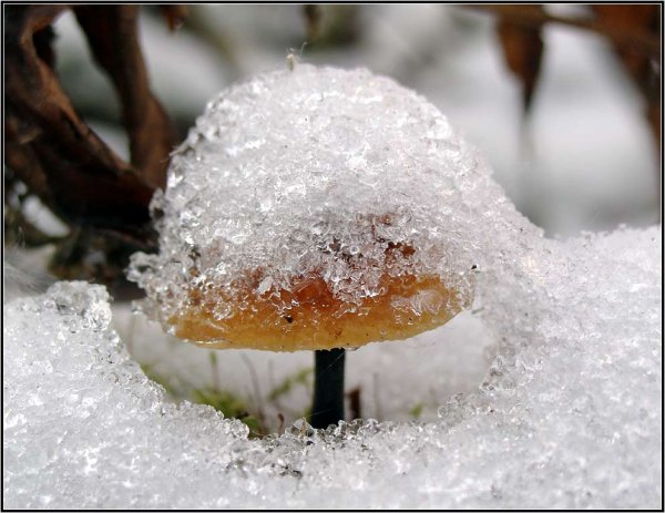 Лайлак кор Шер