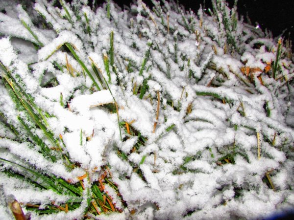 Снег покрытые растения