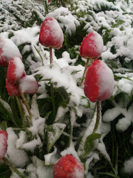 Запорошило снегом