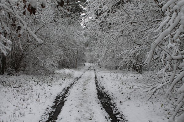 Запорошило снегом