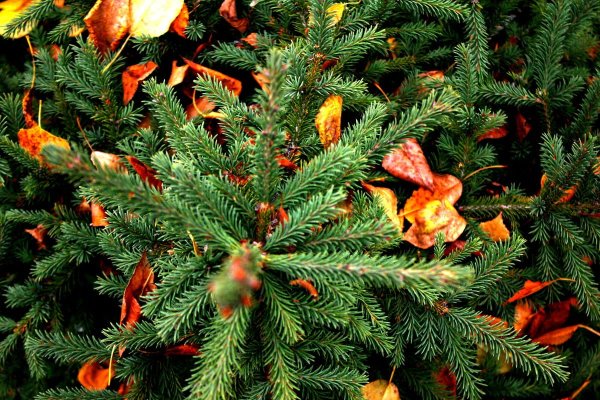 Елка в лесу осенью