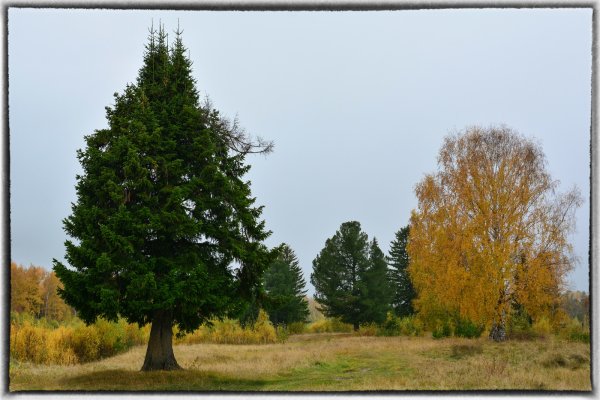 Елка в лесу осенью