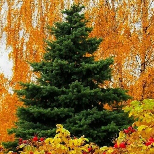 Осенняя елочка