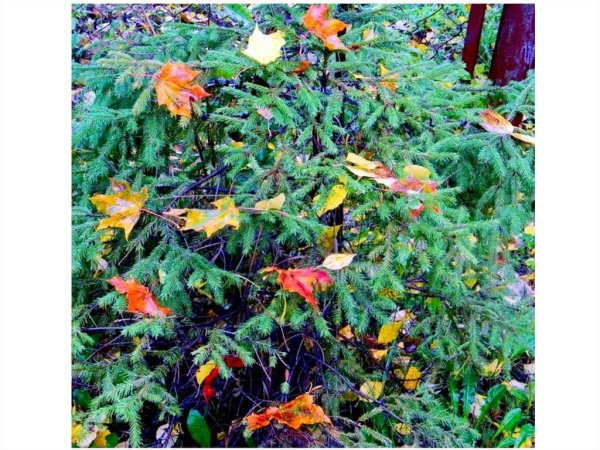 Елочка в осенних листьях