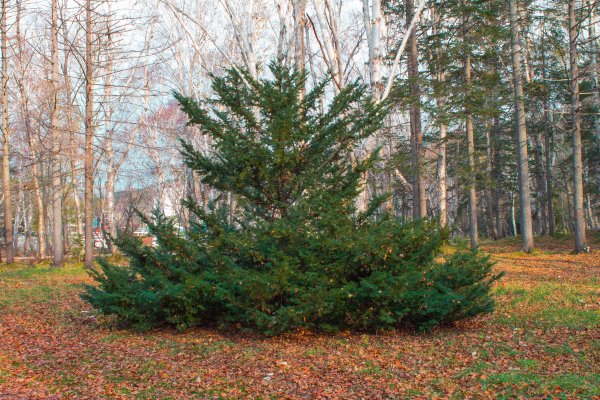 Что есть осенью