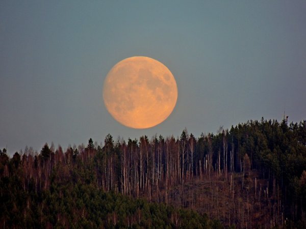 Восход Луны над лесом