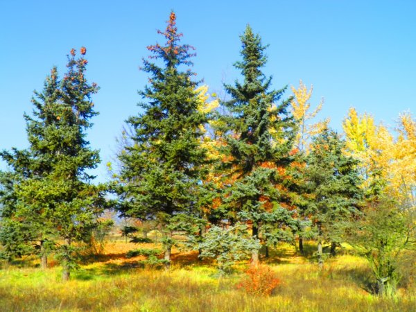 Смешанный лес елки березы сосны