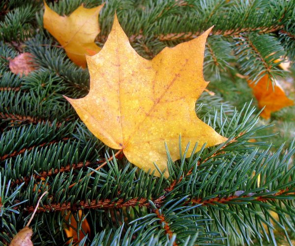 Ель в осенних листьях