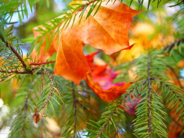 Ель в осеннем лесу