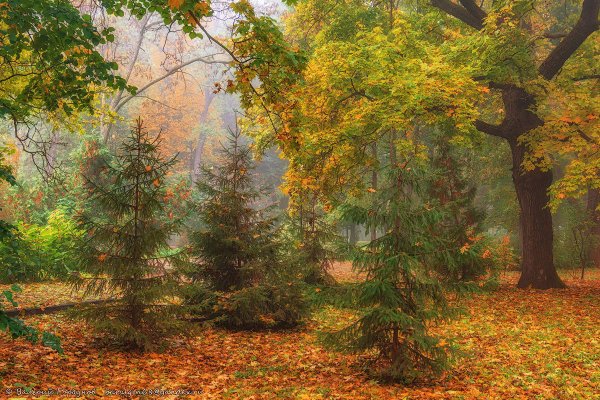 Елка в осеннем лесу