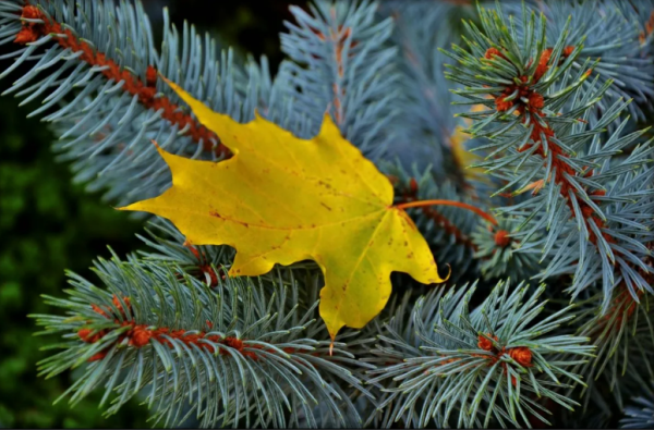 Лист ели осенью