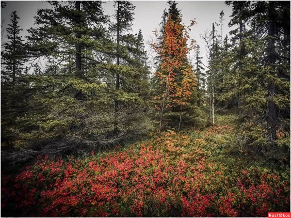 Елка в лесу осенью