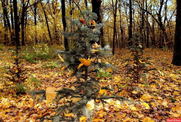 Осенняя елочка