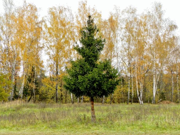 Ель в берёзовом лесу