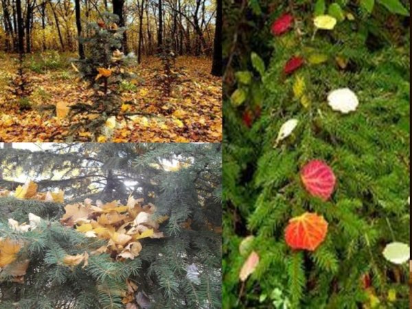 Осенняя елочка