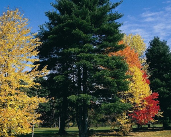 Ель в осеннем лесу