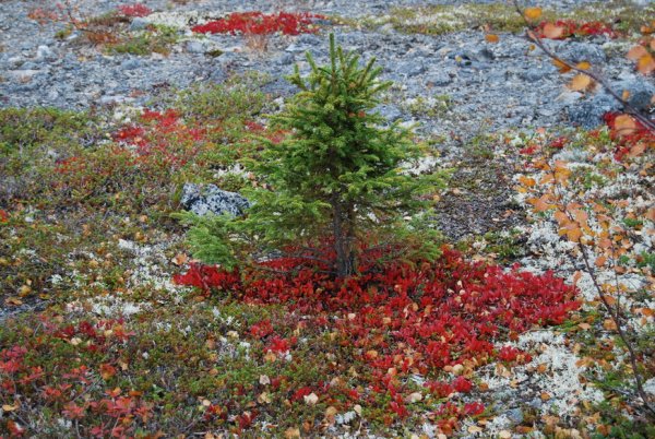 Елка в лесу осенью