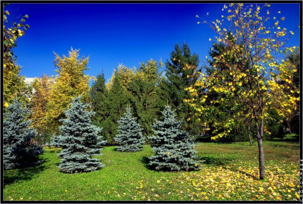 Ели в парках