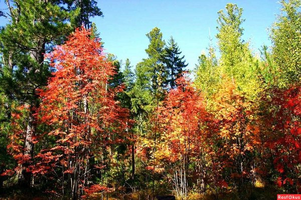 Рябина широколиственный лес