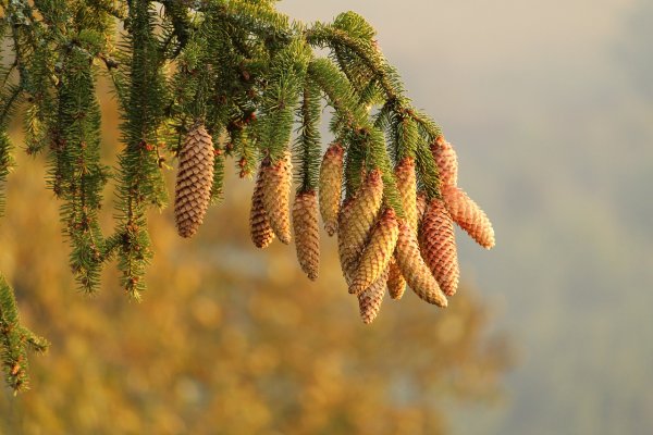 Пихта осенью