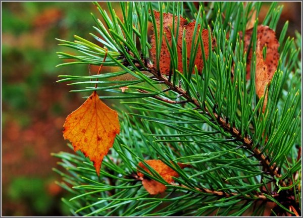 Хвоинки можжевельника осенью