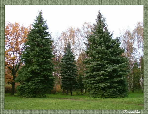 Большая ель в лесу