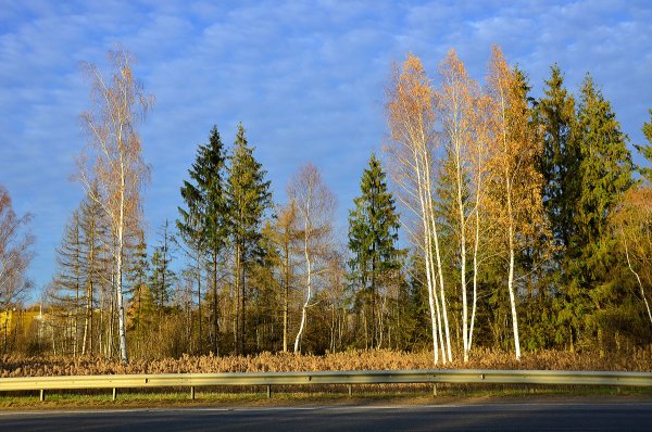 Смешанный лес елки березы сосны