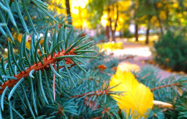 Голосеменные ель голубая